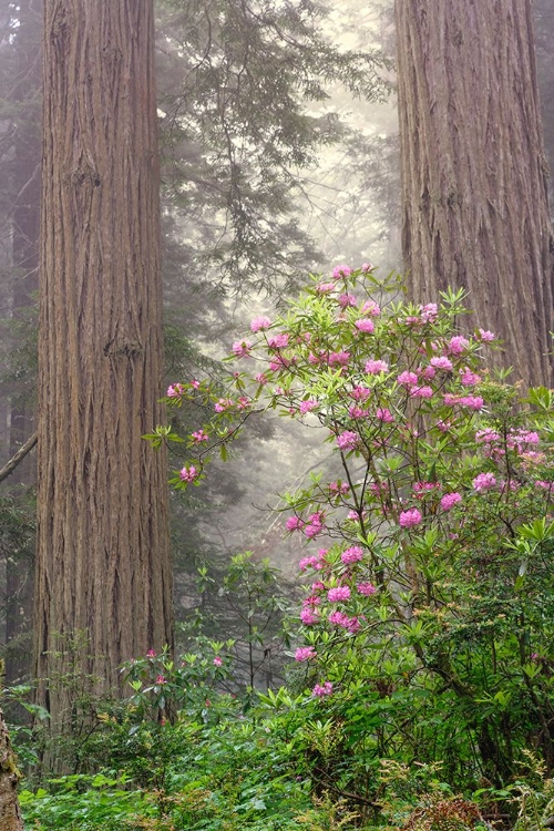 Picture of REDWOOD TREES AND PACIFIC RHODODENDRON IN FOG-REDWOOD NATIONAL PARK-CALIFORNIA