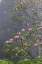 Picture of REDWOOD TREES AND PACIFIC RHODODENDRON IN FOG-REDWOOD NATIONAL PARK-CALIFORNIA