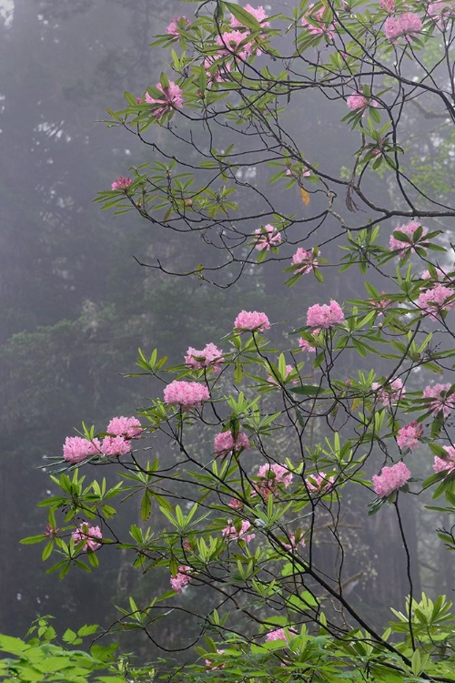 Picture of REDWOOD TREES AND PACIFIC RHODODENDRON IN FOG-REDWOOD NATIONAL PARK-CALIFORNIA