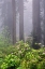 Picture of REDWOOD TREES AND PACIFIC RHODODENDRON IN FOG-REDWOOD NATIONAL PARK-CALIFORNIA