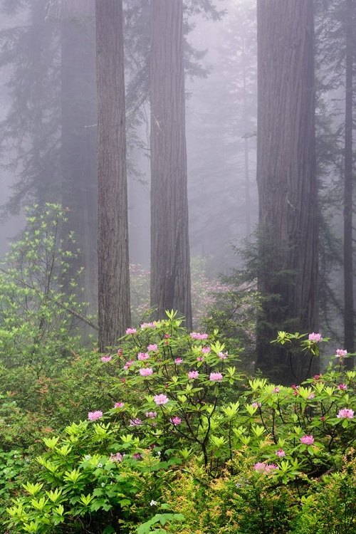 Picture of REDWOOD TREES AND PACIFIC RHODODENDRON IN FOG-REDWOOD NATIONAL PARK-CALIFORNIA