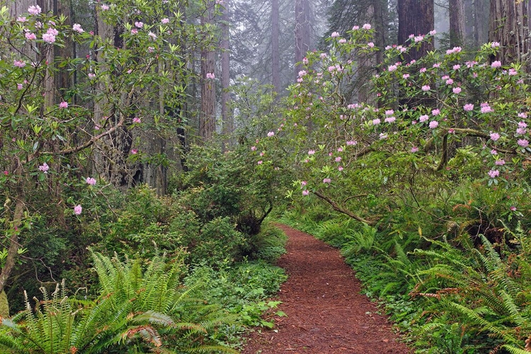 Picture of FOOTPATH THROUGH REDWOOD TREES AND PACIFIC RHODODENDRON IN FOG