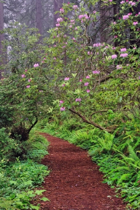 Picture of FOOTPATH THROUGH REDWOOD TREES AND PACIFIC RHODODENDRON IN FOG
