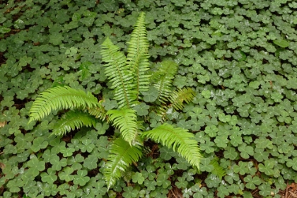 Picture of FERN AMONG WOOD SORREL REDWOOD NATIONAL PARK-CALIFORNIA