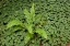 Picture of FERN AMONG WOOD SORREL REDWOOD NATIONAL PARK-CALIFORNIA