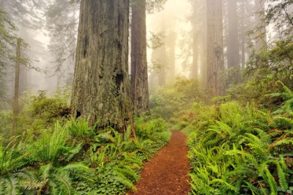 Picture of FOOTPATH THROUGH REDWOOD TREES AND PACIFIC RHODODENDRON IN FOG