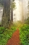 Picture of FOOTPATH THROUGH REDWOOD TREES AND PACIFIC RHODODENDRON IN FOG