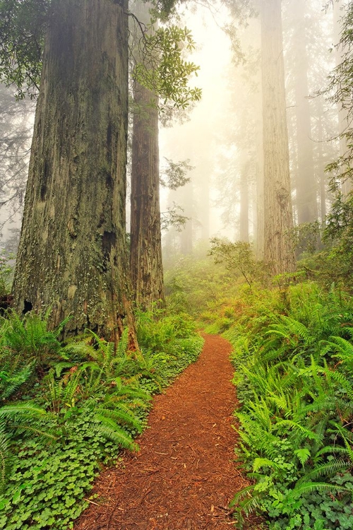 Picture of FOOTPATH THROUGH REDWOOD TREES AND PACIFIC RHODODENDRON IN FOG