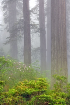 Picture of REDWOOD TREES AND PACIFIC RHODODENDRON IN FOG-REDWOOD NATIONAL PARK-CALIFORNIA