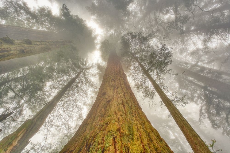 Picture of FISHEYE VIEW SKYWARD OF REDWOOD TREES IN FOG REDWOOD NATIONAL PARK-CALIFORNIA