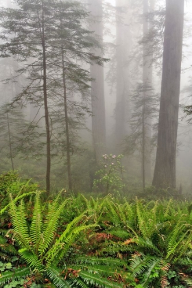 Picture of REDWOOD TREES AND FERNS IN FOG REDWOOD NATIONAL PARK-CALIFORNIA