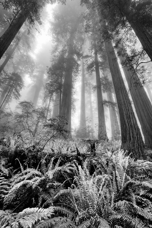 Picture of FISHEYE VIEW SKYWARD OF REDWOOD TREES IN FOG REDWOOD NATIONAL PARK-CALIFORNIA