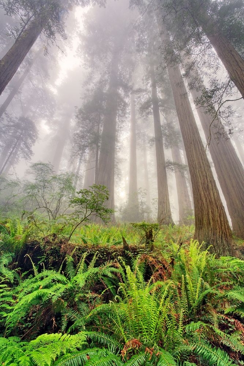 Picture of FISHEYE VIEW SKYWARD OF REDWOOD TREES IN FOG REDWOOD NATIONAL PARK-CALIFORNIA