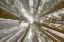 Picture of FISHEYE VIEW SKYWARD OF REDWOOD TREES IN FOG REDWOOD NATIONAL PARK-CALIFORNIA