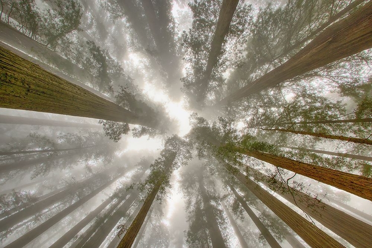 Picture of FISHEYE VIEW SKYWARD OF REDWOOD TREES IN FOG REDWOOD NATIONAL PARK-CALIFORNIA