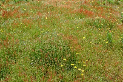 Picture of MIXTURE OF FLOWERS AND GRASSES-DOLASON PRAIRIE-REDWOOD NATIONAL PARK-CALIFORNIA