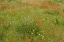 Picture of MIXTURE OF FLOWERS AND GRASSES-DOLASON PRAIRIE-REDWOOD NATIONAL PARK-CALIFORNIA