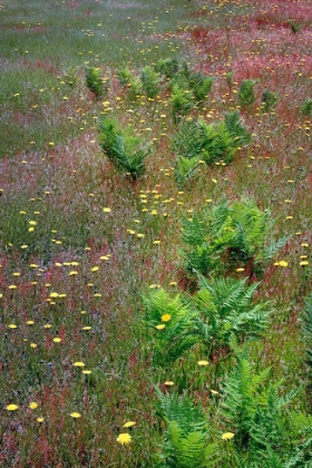 Picture of MIXTURE OF FLOWERS-FERNS AND GRASSES-DOLASON PRAIRIE-REDWOOD NATIONAL PARK-CALIFORNIA