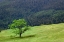 Picture of GRASSES AND TREES-DOLASON PRAIRIE JUST OFF BALD HILLS ROAD-CALIFORNIA