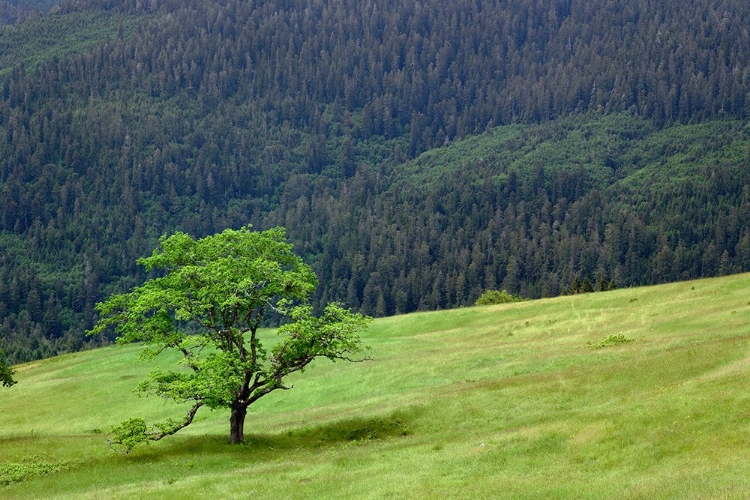 Picture of GRASSES AND TREES-DOLASON PRAIRIE JUST OFF BALD HILLS ROAD-CALIFORNIA