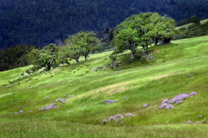 Picture of GRASSES AND TREES-DOLASON PRAIRIE JUST OFF BALD HILLS ROAD-CALIFORNIA