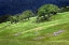 Picture of GRASSES AND TREES-DOLASON PRAIRIE JUST OFF BALD HILLS ROAD-CALIFORNIA