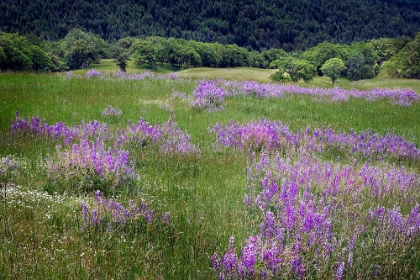 Picture of LUPINE FLOWERS ON HILLSIDE-DOLASON PRAIRIE-CALIFORNIA