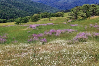 Picture of LUPINE FLOWERS ON HILLSIDE-DOLASON PRAIRIE-CALIFORNIA