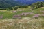 Picture of LUPINE FLOWERS ON HILLSIDE-DOLASON PRAIRIE-CALIFORNIA