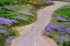 Picture of BALD HILLS ROAD THROUGH LUPINE FLOWERS-CALIFORNIA