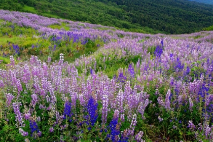 Picture of LUPINE FLOWERS ON HILLSIDE-DOLASON PRAIRIE-CALIFORNIA