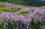 Picture of LUPINE FLOWERS ON HILLSIDE-DOLASON PRAIRIE-CALIFORNIA