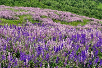 Picture of LUPINE FLOWERS ON HILLSIDE-DOLASON PRAIRIE-CALIFORNIA