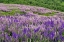 Picture of LUPINE FLOWERS ON HILLSIDE-DOLASON PRAIRIE-CALIFORNIA