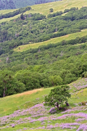 Picture of LUPINE FLOWERS ON HILLSIDE-DOLASON PRAIRIE-CALIFORNIA