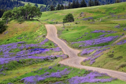 Picture of BALD HILLS ROAD THROUGH LUPINE FLOWERS-CALIFORNIA