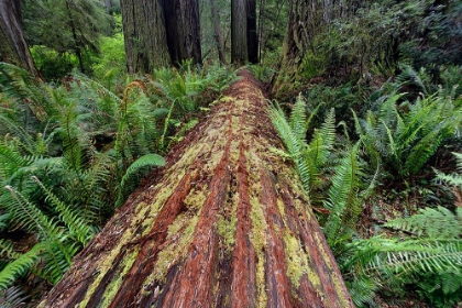 Picture of FALLEN REDWOOD TREE AND FERNS REDWOOD NATIONAL PARK-CALIFORNIA