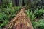 Picture of FALLEN REDWOOD TREE AND FERNS REDWOOD NATIONAL PARK-CALIFORNIA