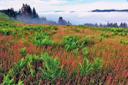 Picture of FOGGY VIEW OF GRASSES AND FERNS-DOLASON PRAIRIE