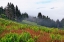 Picture of FOGGY VIEW OF GRASSES AND FERNS-DOLASON PRAIRIE