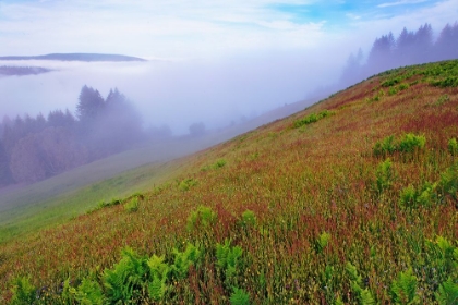 Picture of FOGGY VIEW OF GRASSES DOLASON PRAIRIE