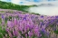 Picture of LUPINE FLOWERS-BALD HILLS ROAD-CALIFORNIA