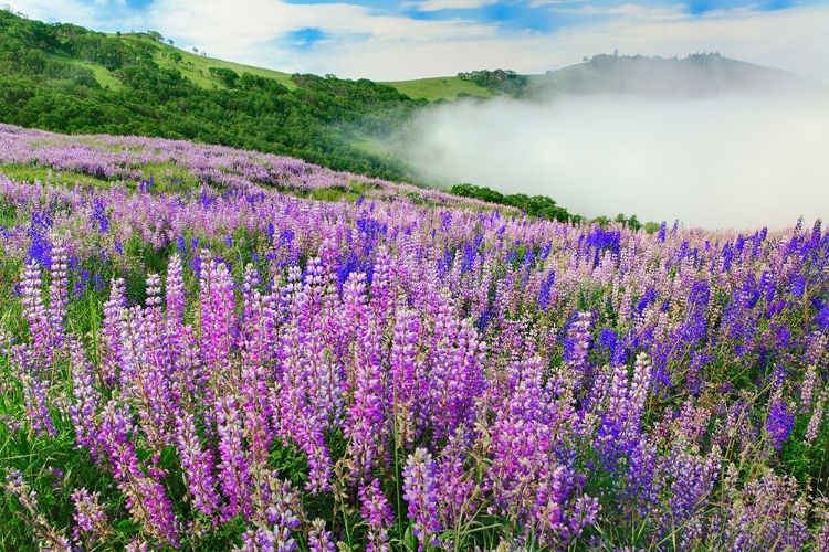 Picture of LUPINE FLOWERS-BALD HILLS ROAD-CALIFORNIA