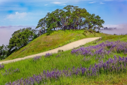 Picture of LUPINE FLOWERS-BALD HILLS ROAD-CALIFORNIA