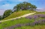 Picture of LUPINE FLOWERS-BALD HILLS ROAD-CALIFORNIA