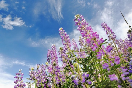 Picture of LOW ANGLE VIEW OF LUPINE FLOWERS-BALD HILLS ROAD-CALIFORNIA