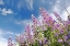 Picture of LOW ANGLE VIEW OF LUPINE FLOWERS-BALD HILLS ROAD-CALIFORNIA