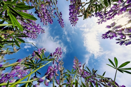 Picture of LUPINE FLOWERS-BALD HILLS ROAD-CALIFORNIA