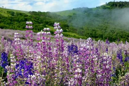 Picture of LUPINE FLOWERS-BALD HILLS ROAD-CALIFORNIA