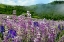 Picture of LUPINE FLOWERS-BALD HILLS ROAD-CALIFORNIA